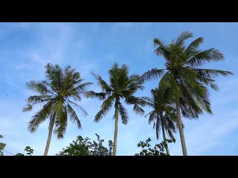 Coconut tree by the sea footage HD|Video-Audio footage HD Free