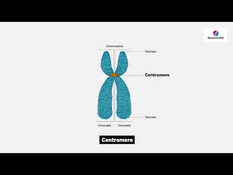 Centromere