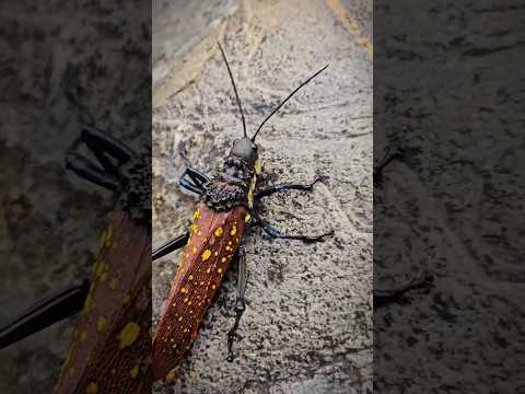 Beautiful tiny creatures! 😍 #naturelovers #tinycreatures #shorts #villagelife #video