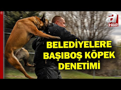 Başıboş Köpek Sorunu Nasıl Çözülecek? Belediyelere Köpek Denetimi Nasıl Olacak?  | A Haber