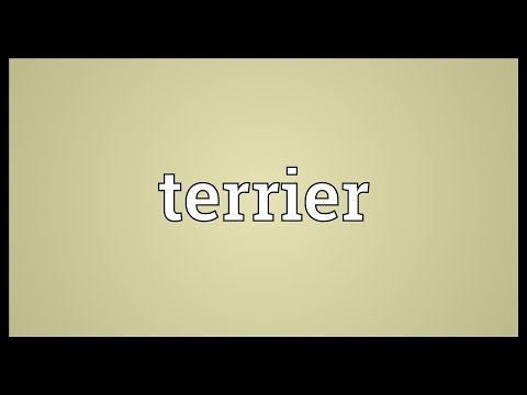 Terrier Meaning