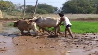 India -- Save our Cows, Save our Villages