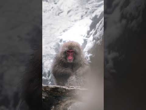 A Cinematic Journey to Snow Monkey Park: Nature's Winter Wonderland #winterspecial