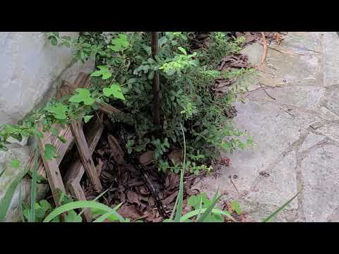 Roy War Encounters a Rat Snake