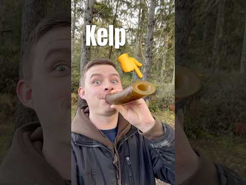 Kelp Whistle Horn Bugle