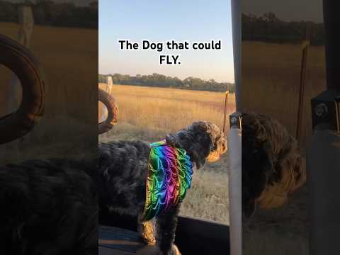 His Fairy Tale Dreams came true! #barnyard #ranch #funnyanimalvideo #countrylife #countryliving #dog