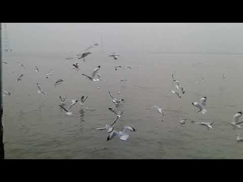 Sagar island trip