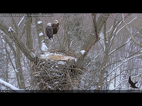 Falconshire Raptors Live Stream