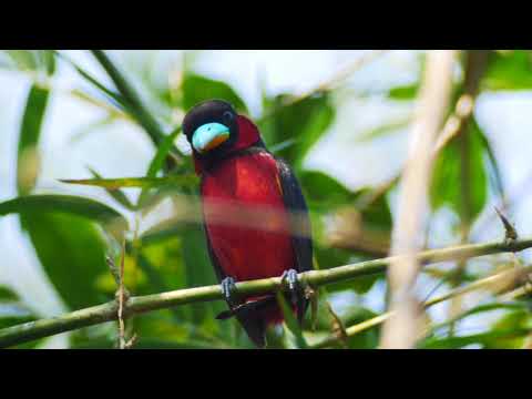 Black and Red Broadbill (Cymbirhynchus macrorhynchos)