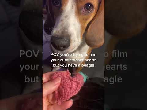 POV you’re trying to film your crochet heart but you have a beagle pup