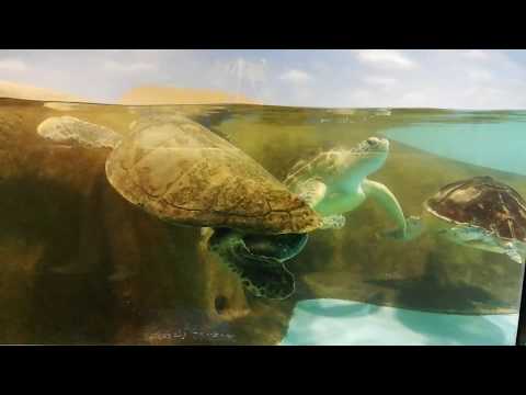 The Group of Sea Turtles in Aquarium