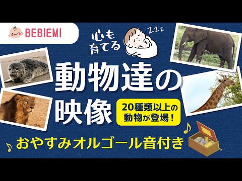 【動物達の映像】赤ちゃんの寝かしつけオルゴール　動物　乳児　音楽　子守歌　泣き止む　リラックス　癒し　きらきら星　幼児　喜ぶ　笑う　育脳　ペット　安心　眠る　情操教育　犬　猫　baby　dog cat