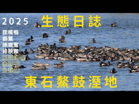 東石鰲鼓濕地生態日誌2025.1.17 | 琵嘴鴨 鸕鶿 綠簑鷺 緋秧雞 赤頸鴨 白琵鷺