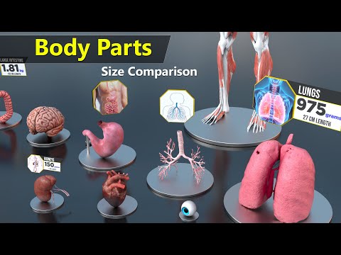 Human Body Organs Size Comparison | Human anatomy