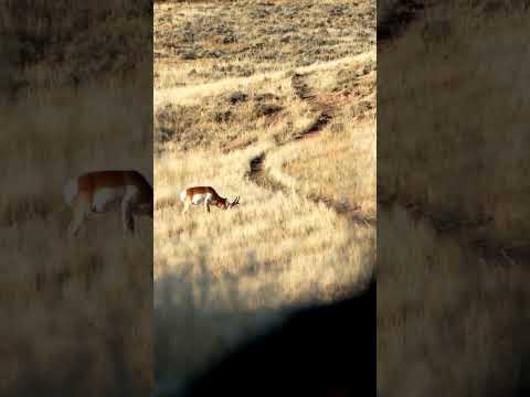 Fast food! Antelope can run up 60 MPH ⚡️