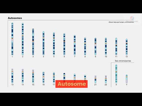 Autosome