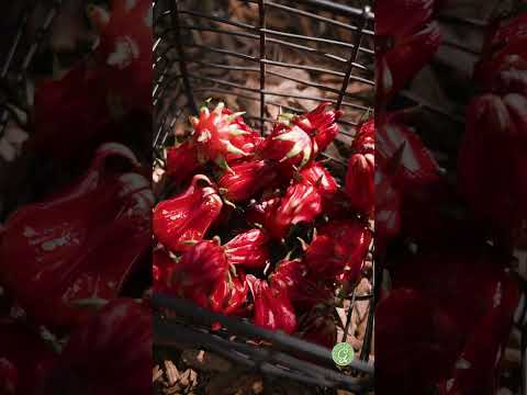 Garden Harvest  #asmr