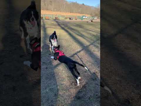 Wesley makes even more friends at the dog park #rescuedog #dogshow #rescuedoglove