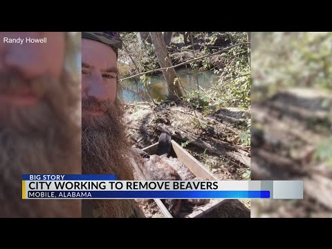 Mobile City Council to vote on beaver removal contract