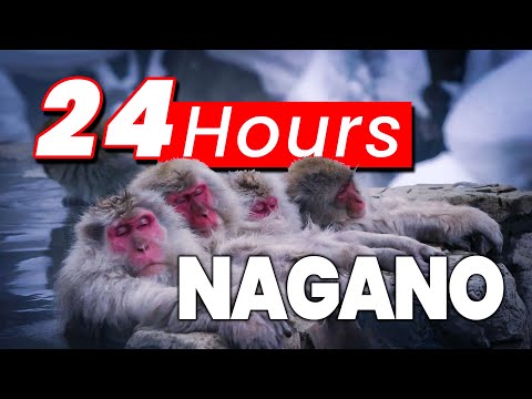 Japan's BEST Winter Travel | Snow Monkeys of Nagano