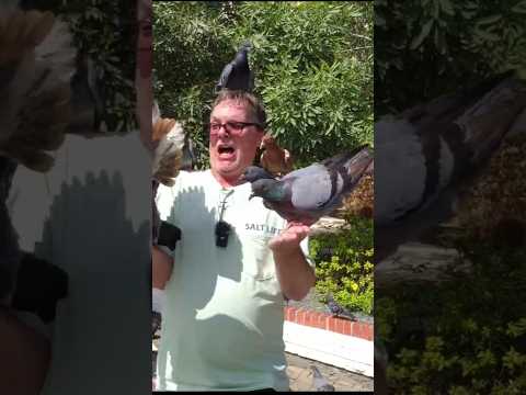 ATTACK at Pigeon Park San Juan Puerto Rico - Funny - #funny #pigeon #travel #san juan #cruise