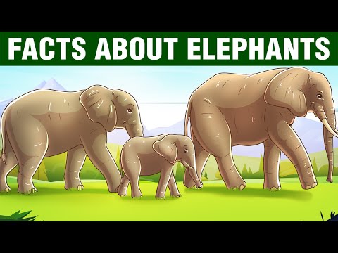 12 Incredible Facts About Elephants