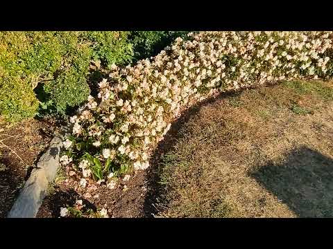 A Walk Through the Garden at Harkness Park, Waterford, Connecticut