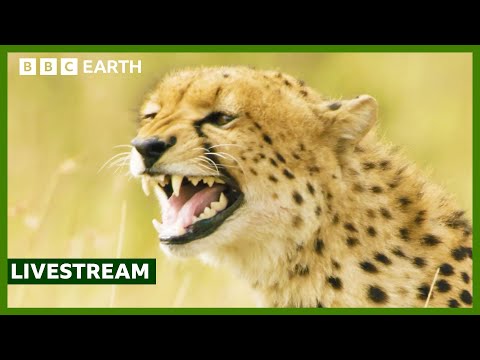 🔴 LIVE: Top 10 Cheetah Moments | BBC Earth