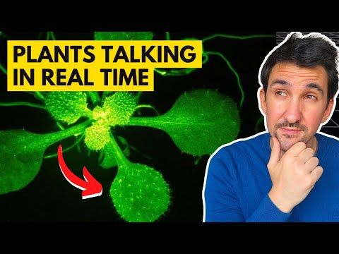 Mind-Blowing Footage Reveals Secret Language of Plants