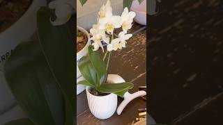 Growing various plants #spring #plants #garden #ytshorts #trending