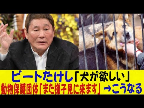 ビートたけし「犬が欲しい」動物保護団体「また様子見に来ます」→こうなる・・・ネットの反応/なんj/2ch/5ch/反応集/スレまとめ/ゆっくり