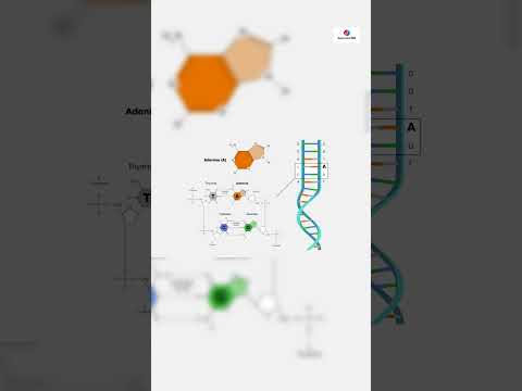 Adenine #science #biology #dnasequencing