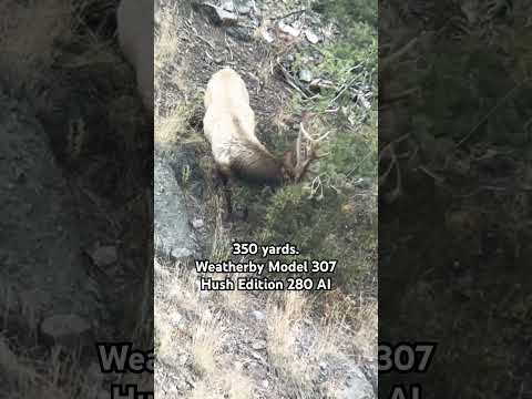 Frontal Shot at 350 yards on a Big bull elk! #hunting