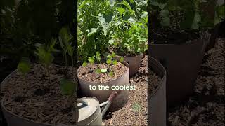 Summer Container Gardening TIps