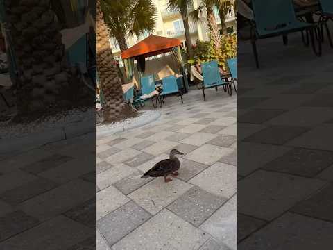 Where am I???  #funnyshorts #florida#entertainment #funnyduck#birds