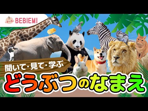 どうぶつの名前を覚えよう【聞いて・見て・学ぶ】 赤ちゃん 子供 笑う 喜ぶ 知育 動物 ひらがな ことば  いぬ ねこ 鳥 ライオン 象 日本語 勉強   学ぶ  baby kids japanese