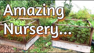 Incredible Permaculture Nursery - Lots of plants left too!