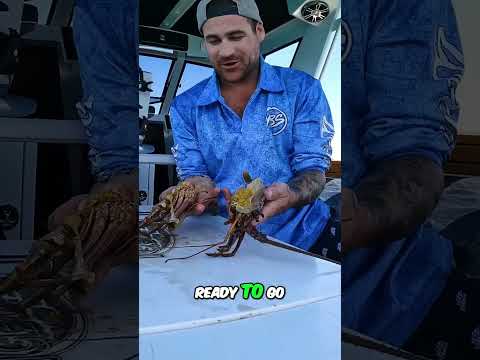 How to Cook Fresh Lobster Right on a Boat!