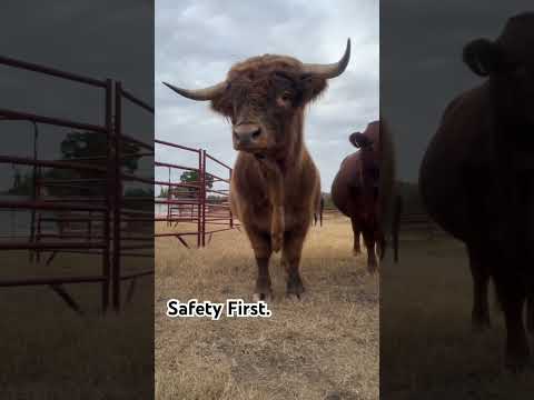 He brakes for food, not cars.