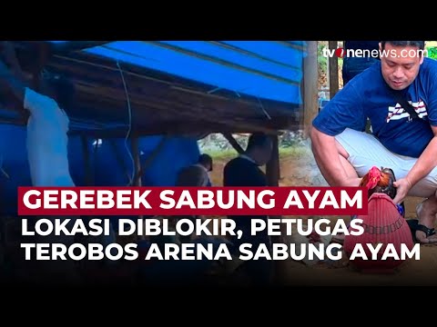 Polisi Gerebek Arena Sabung Ayam di Sampang, Penjudi Pasang Blokade Kayu dan Batu | OneNews Update