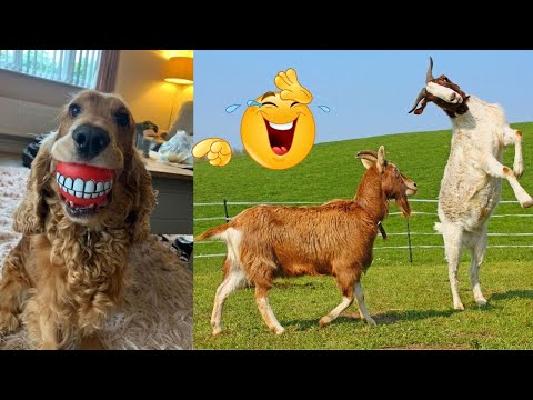 World's Most CUTEST Pets are Here || FUNNIEST Animals Videos 2025  😂