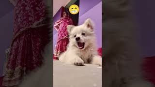 #dog #cute #trending #vaeralvideo #odisha #youtubeshorts #instagram