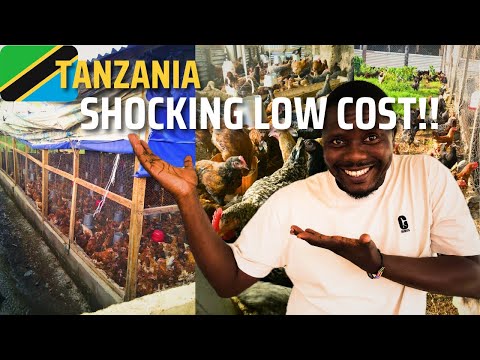 🔥 "How I Built the CHEAPEST Chicken Ranch in Tanzania! 🐔🏡 (Unbelievable!)"