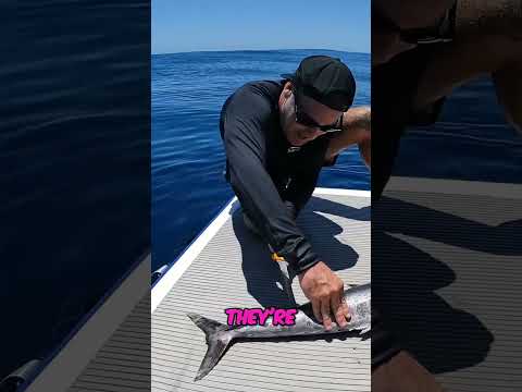 Catching Sharks and Cooking Wahoo on a Boat Adventure!