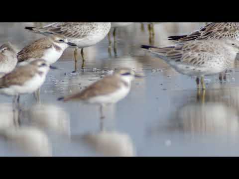 Shorebirds, Gulf of Thailand.