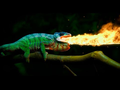 Dolby Vision  - Dolby Atmos 5.1 ch - Chameleon in 4K HDR 60fps