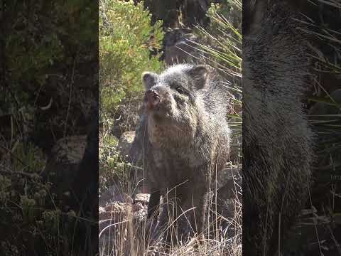 Javelina sniffing at CLOSE range!