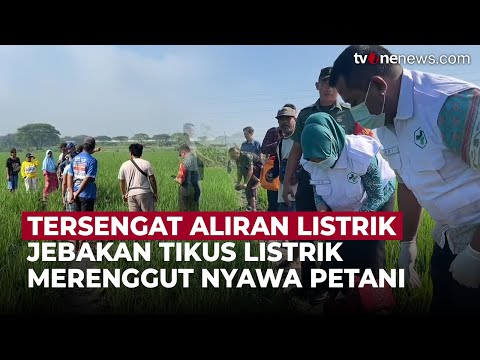 Niat Basmi Hama di Sawah, Petani di Ngawi Malah Tew*s Tersengat Jebakan Tikus | OneNews Update