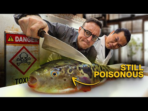 Poisonous Pufferfish Is a Lie!! The Truth Behind Japan’s Most Dangerous Fish