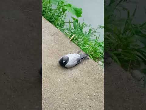 鳩さんが一休み中♡